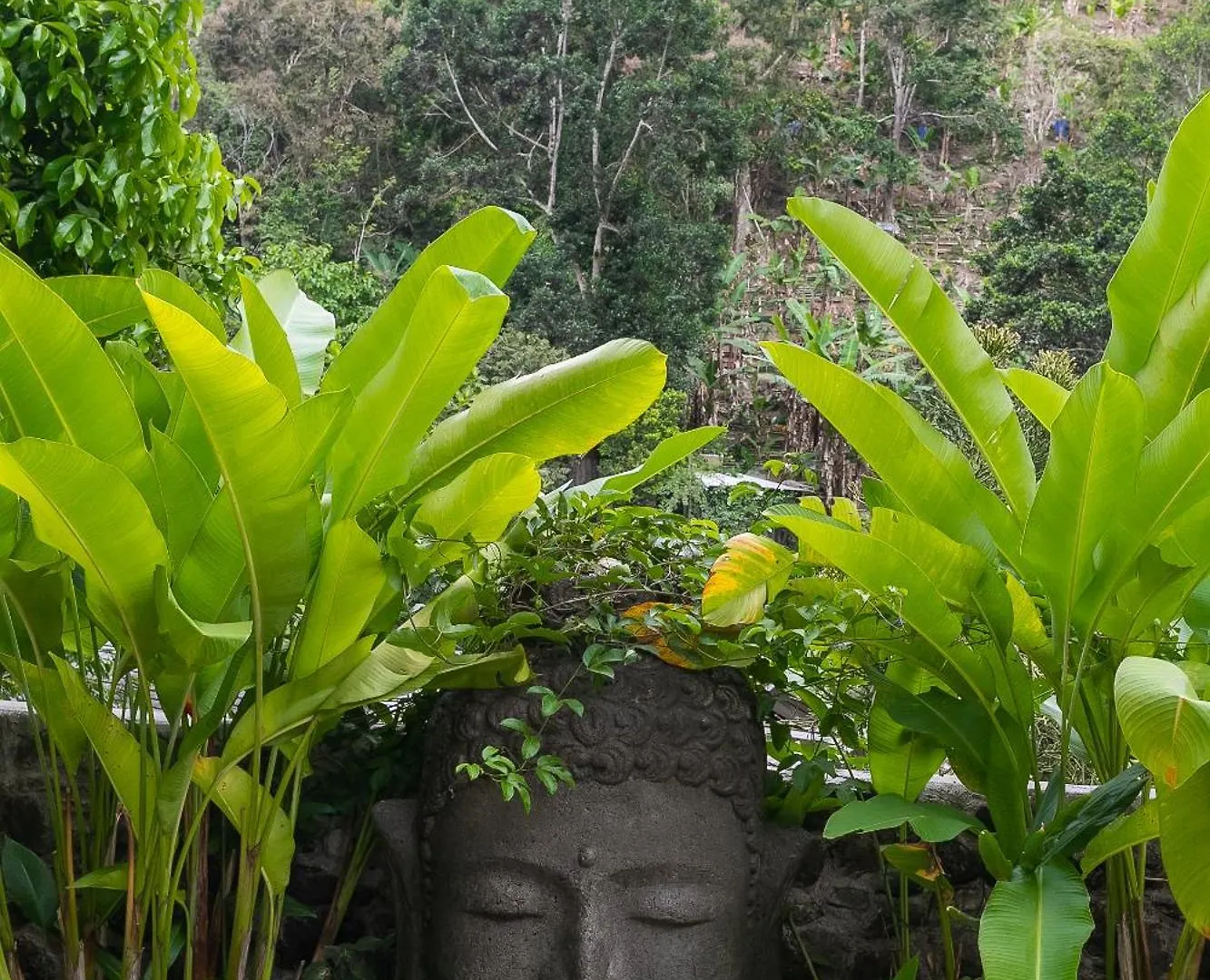 Serendipity Holistic Resort Spa Kingston Hotel
